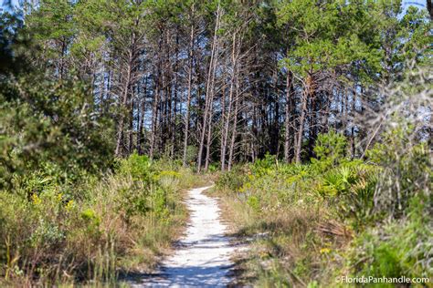 Review of the Point Washington State Forest in FL