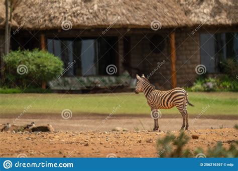 Plains Zebra Stands Looking at Safari Lodge Stock Image - Image of wildlife, grassland: 256216367