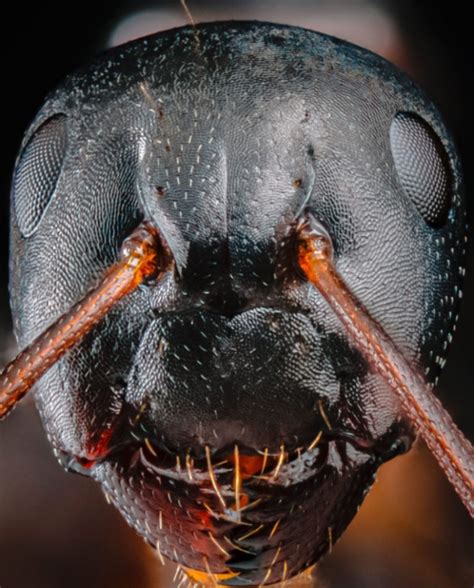 Extremely detailed image of an ant's face goes viral fueling nightmares globally