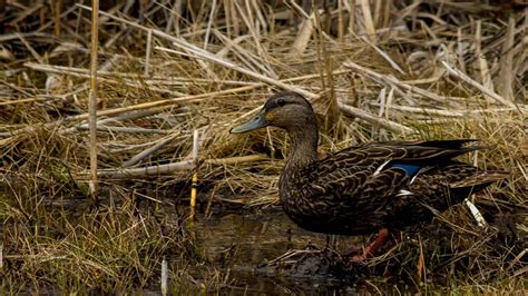 What Animals Are Found In A Marsh - Lockhart Thereenewhe