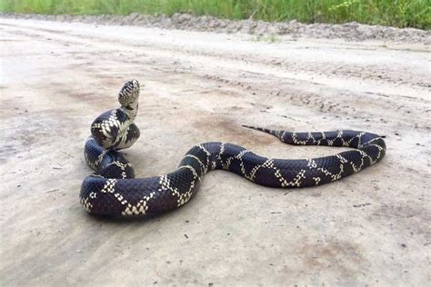 5 Types of Kingsnakes in Georgia (Pictures & Facts) - Reptile Jam