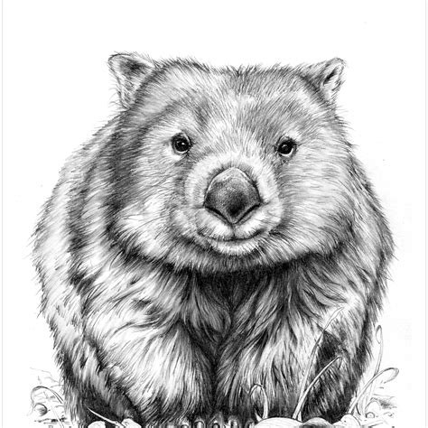 One Little Wombat - Common Wombat Pencil Drawing Australian Wildlife Drawing - (Vombatidae) bare ...