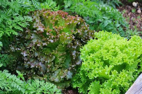 Lettuce Companion Plants - The 10 Best and 5 Worst Plants - Backyard ...