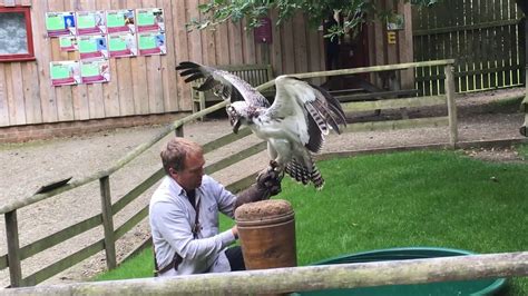 National Centre for Birds of Prey, Helmsley, UK; short clips and pics - YouTube