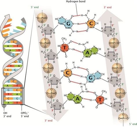 Os nucleotídeos adenosina, timina, citosina e guanina se combinam em ...