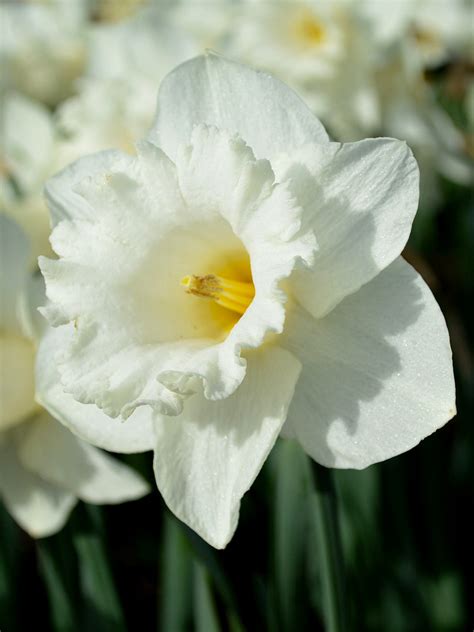 Daffodil Mount Hood | Buy Online at DutchGrown™ | Top Quality Bulbs