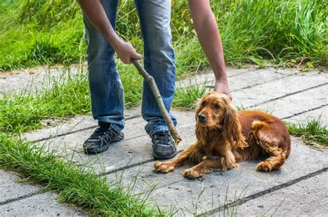 10 Fakta Eksploitasi Bulu Hewan di Dunia, Mereka Benar-benar Disiksa!