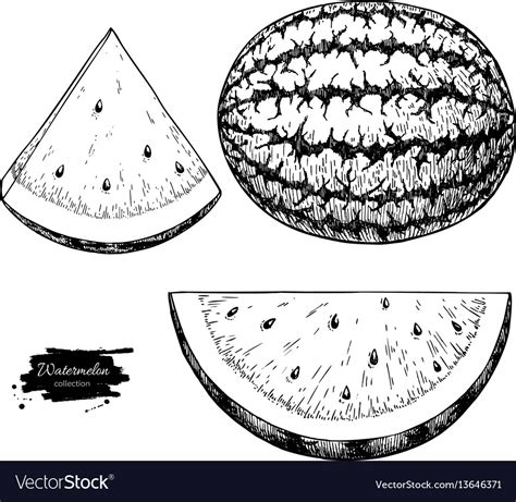 Watermelon and slice drawing set isolated Vector Image