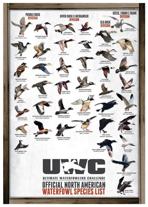 UWC OFFICIAL NORTH AMERICAN WATERFOWL SPECIES POSTER | Waterfowl hunting, Duck hunting, Bird hunting