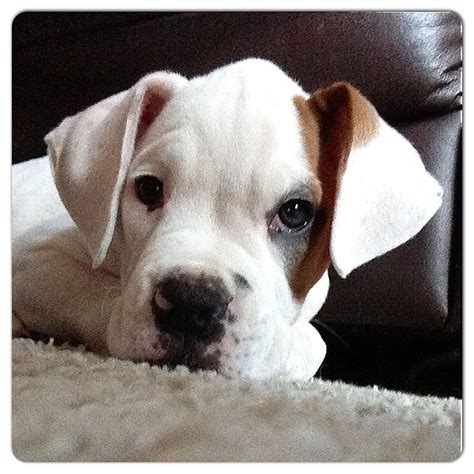 White boxer puppy | White boxer puppies, Boxer puppies, Cute animals