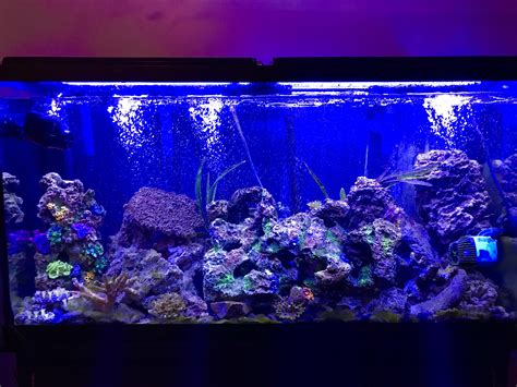 60 Gallon Saltwater Fish Only Tank After Deep Clean Today : r/Aquariums