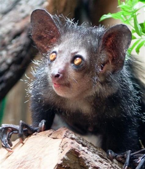 25 Amazing Aye-aye Fun Facts