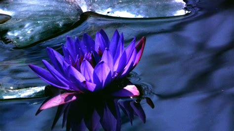 Blue Lotus Wallpapers - Top Free Blue Lotus Backgrounds - WallpaperAccess