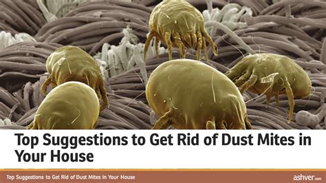 Top Suggestions to Get Rid of Dust Mites in Your House | Doovi