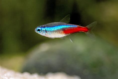 Neon Tetra: Fish Species Profile