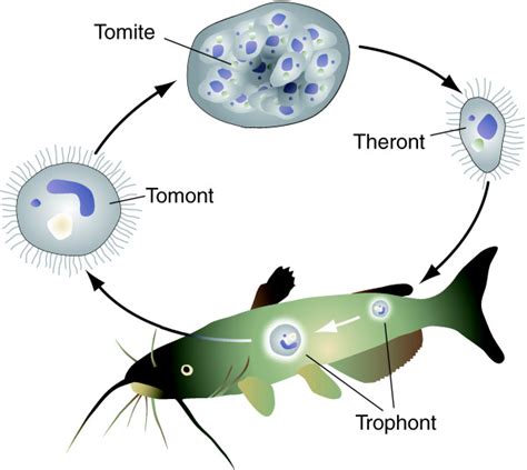 Life cycle of Ich. Infective theronts bore through the surface mucus... | Download Scientific ...