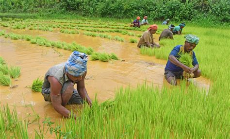 Paradox of poor farmers in food-rich India - OrissaPOST