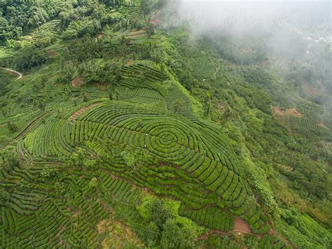 "Aerial View Of Tea Plantation In SIchuan China" by Stocksy Contributor ...