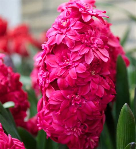 25+ Best Hyacinth Types & Easy Guide on How to Grow Them