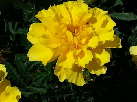 French Lemon Yellow Marigold Seeds Annual Flower Seeds yellow | Etsy