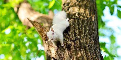 10 Albino Squirrel Facts You Need to Know!