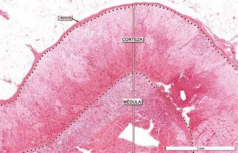 Glándula adrenal