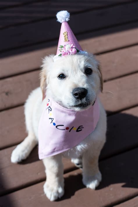 Dog birthday hat pet birthday hat puppy birthday hat pet | Etsy