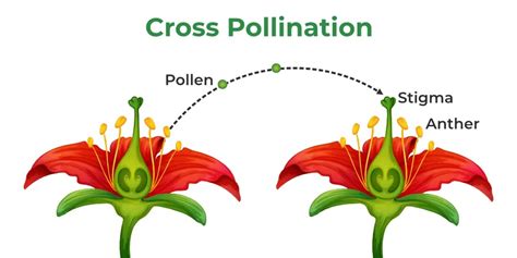 Pollination - Definition, Process, Types, Self Pollination, FAQs