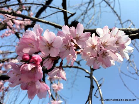 A Global Life: Nagoya : Cherry Blossoms near Yamazaki River