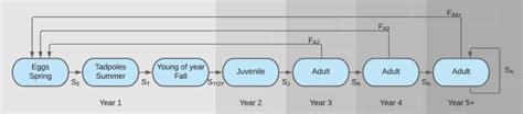 (Color online) Female Northern Leopard Frog Life Cycle Diagram Showing ...