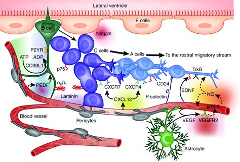 The instructive role of the vasculature in stem cell niches ...