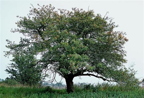 Crab Apple Tree (malus Sylvestris) Photograph by G A Matthews/science ...