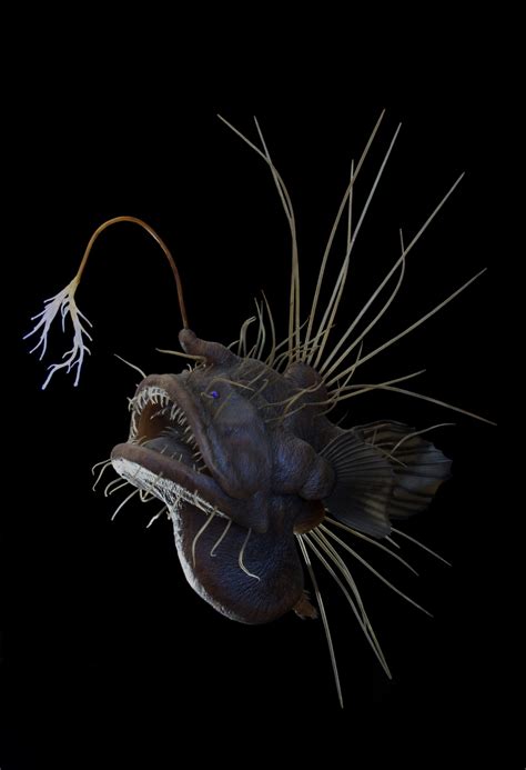 Hairy Angler Fish Facts