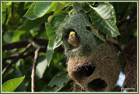 Baya Weaver Nest - India Travel Forum | IndiaMike.com