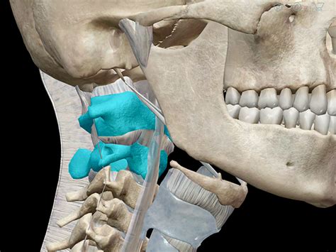 3D Skeletal System: Atlas, Axis, and the Atlanto-Axial Relationship