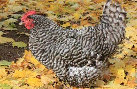 ᐈ Razas de Gallinas Ponedoras 【Las 10 Mejores】