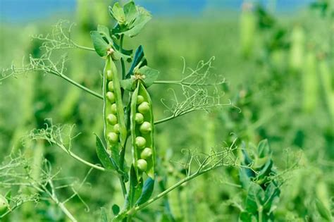 The Difference Between Peas and Beans and Why it Matters