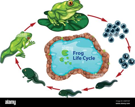 The frog life cycle Stock Vector Image & Art - Alamy