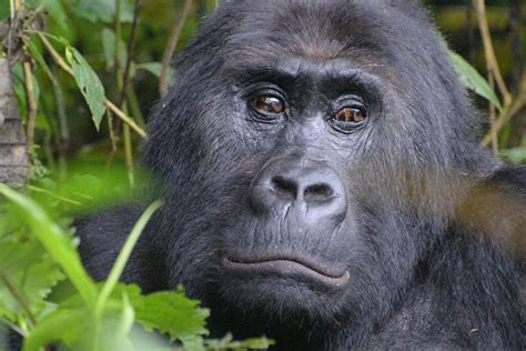 The eastern lowland gorilla isn’t doing well. It’s now critically endangered | LifeGate