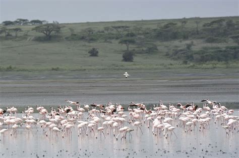 Manyara National Park - Tanzania Parks Adventure