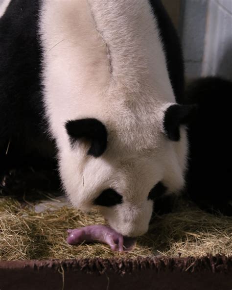 Atlanta Zoo Welcomes Newborn Twin Panda Cubs – WABE