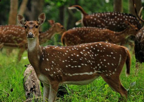 Chital - (Spotted Deer) | Location: Mudhumalai Forest, India… | Flickr