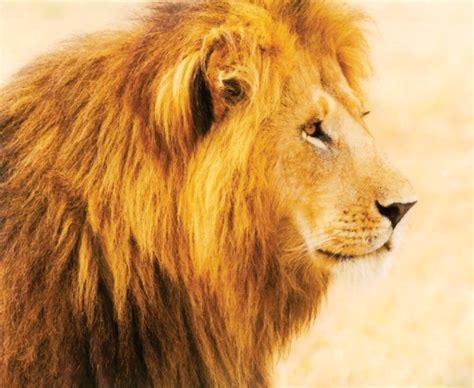 Lion Conservation Efforts Backfire | Alumni Association | University of Colorado Boulder
