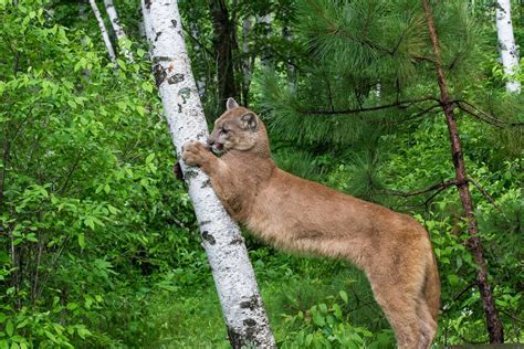 photoscope: Mountain Lion,or Cougar in natural habitat 2014