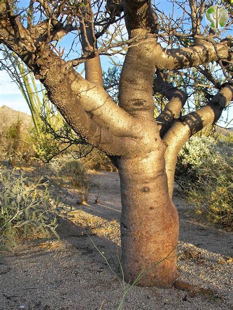 Bursera microphylla, elephant tree | Wild Sonora