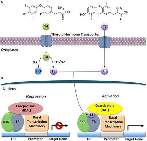 Frontiers | Selective Thyroid Hormone Receptor-Beta (TRβ) Agonists: New Perspectives for the ...