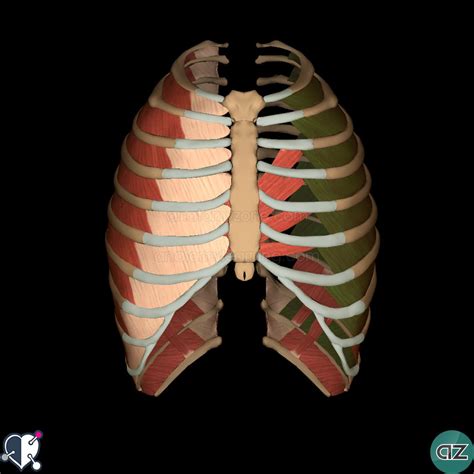 Thoracic Wall | AnatomyZone