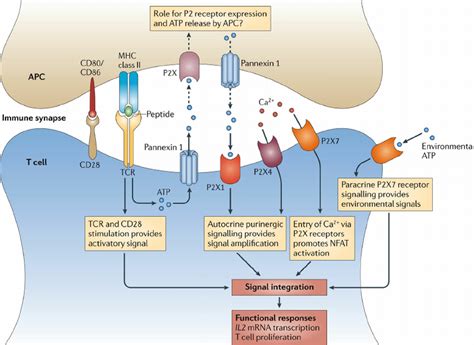 T Cell Activation Diagram