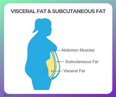 VISCERAL FAT - Why is Visceral Fat Dangerous to You and 12 Tips to Get Rid of It Naturally - Ecosh