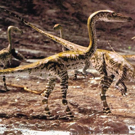 Coelophysis Facts, Habitat, Diet, Fossils, Pictures